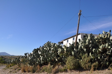 La Cochinilla del Carmin is destroying vast tracts of prickly pears